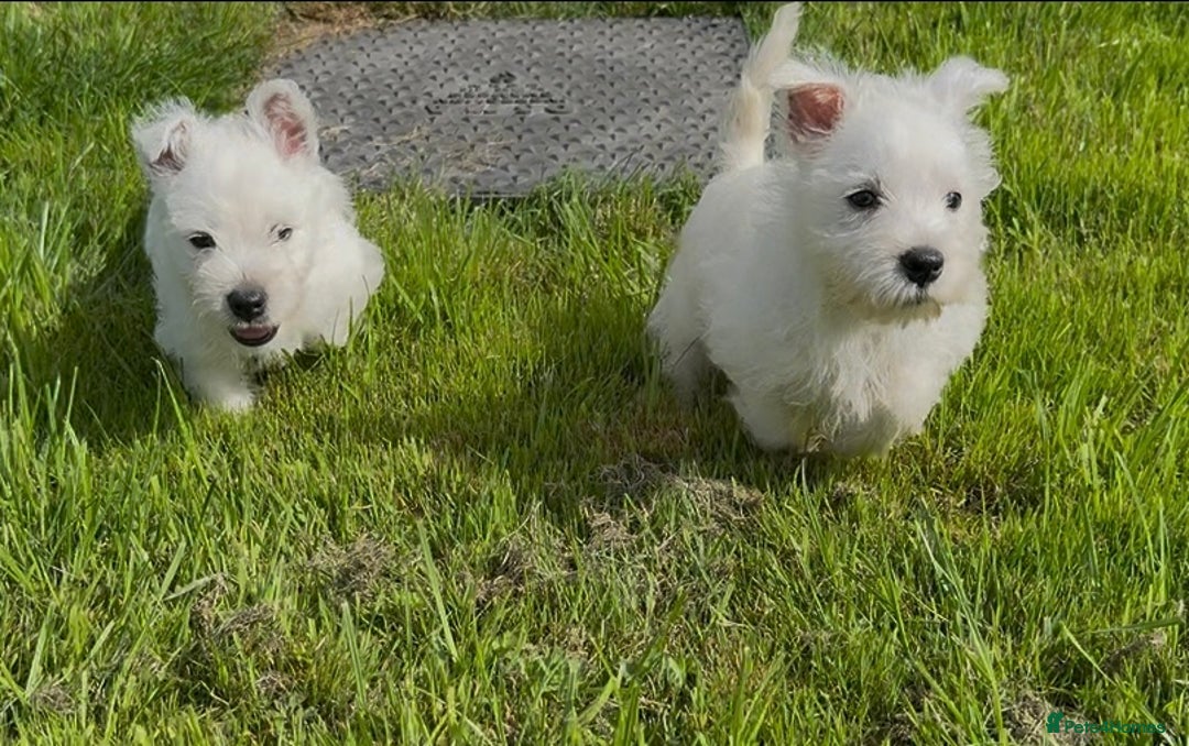 West Highland Terrier dogs for sale: West Highland Terriers show bloodlines - Image 8