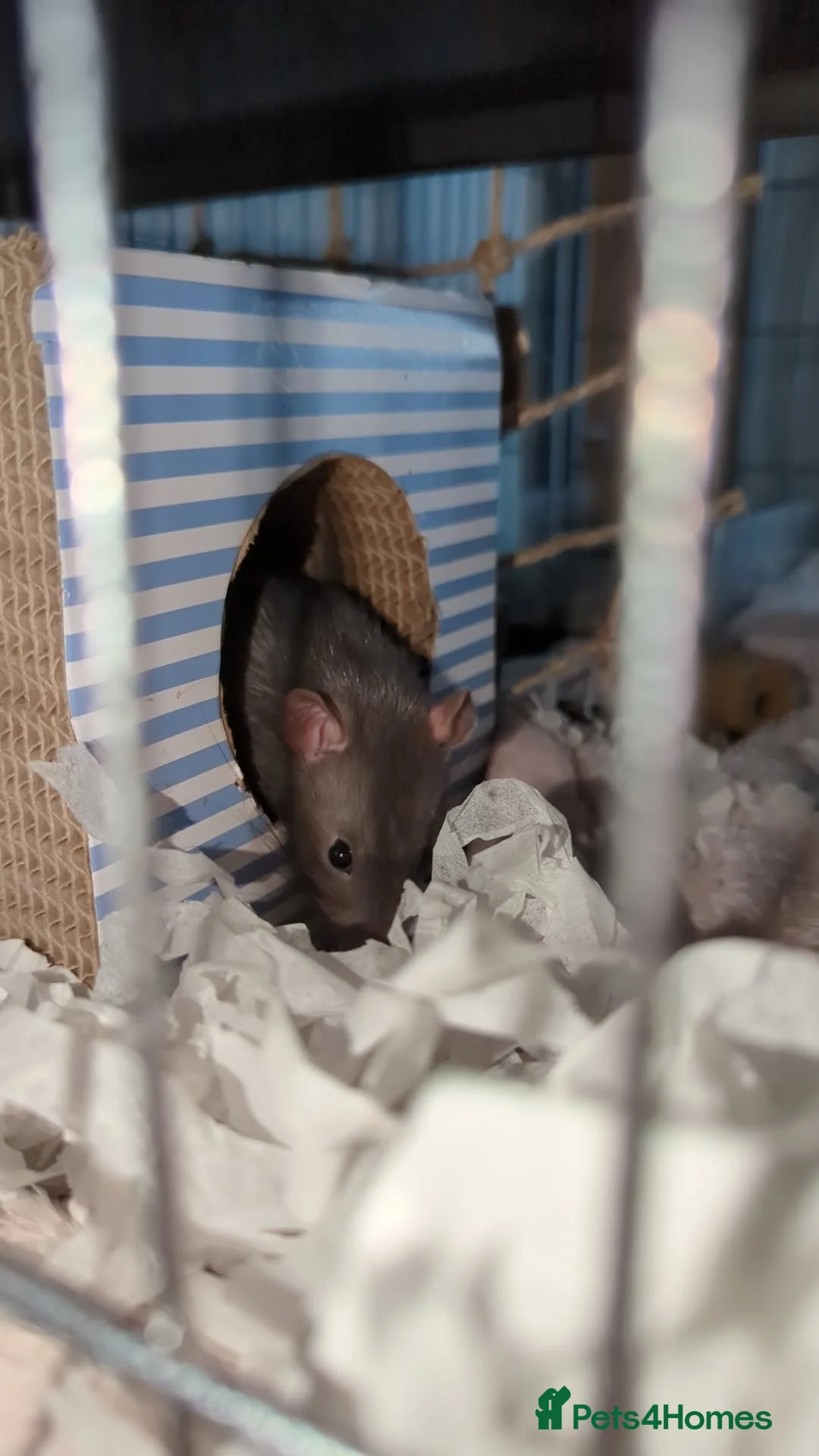 Rat rodents for sale: 2 male fancy rats  - Advert 5