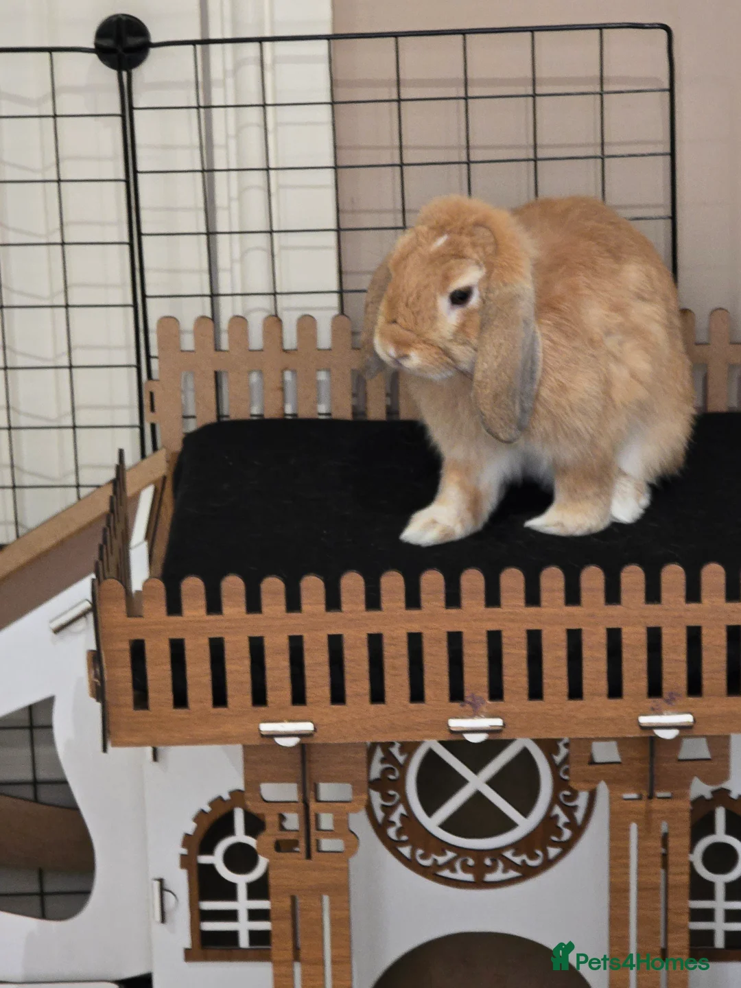 Mini Lop rabbits for sale: 1 year old Mini Lop urgently needs a new home in Brentwood - Advert 6