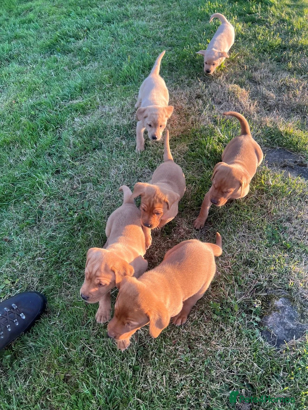 Labrador Retriever dogs for sale: Fox red and yellow labradors in Leyburn - Advert 2