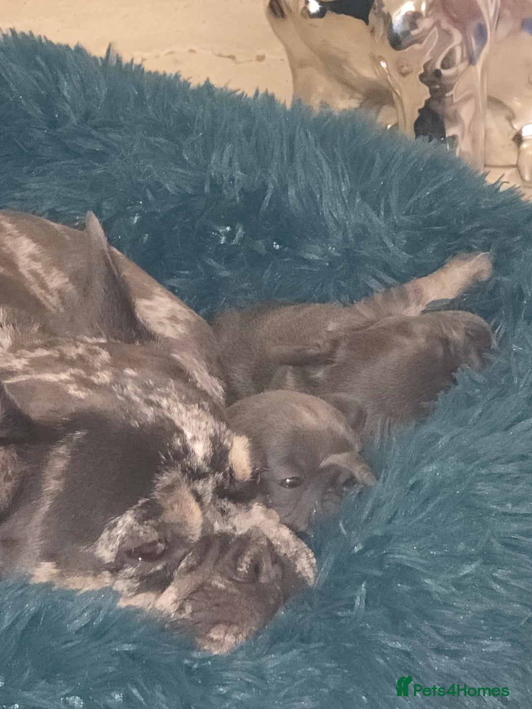 French Bulldog dogs for sale: Frenchie Puppies - Image 13