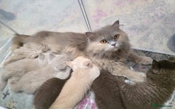 British Shorthair cats for sale: GCCF British Shorthair Kittens Champion Bloodline  - Image 24