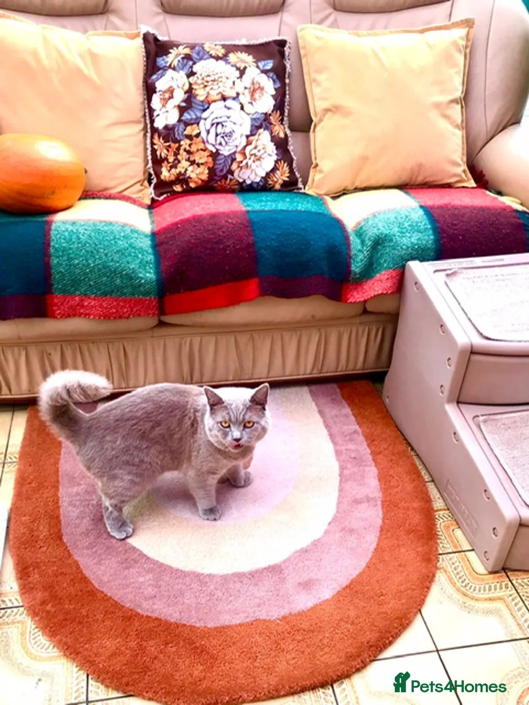 Scottish Fold cats for stud: Scottish Fold (Straight) male for stud in Boston - Advert 5