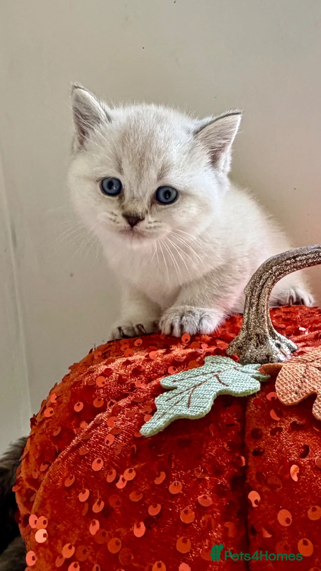British Shorthair cats for sale: BSH Golden and colour point kittens  - Advert 8