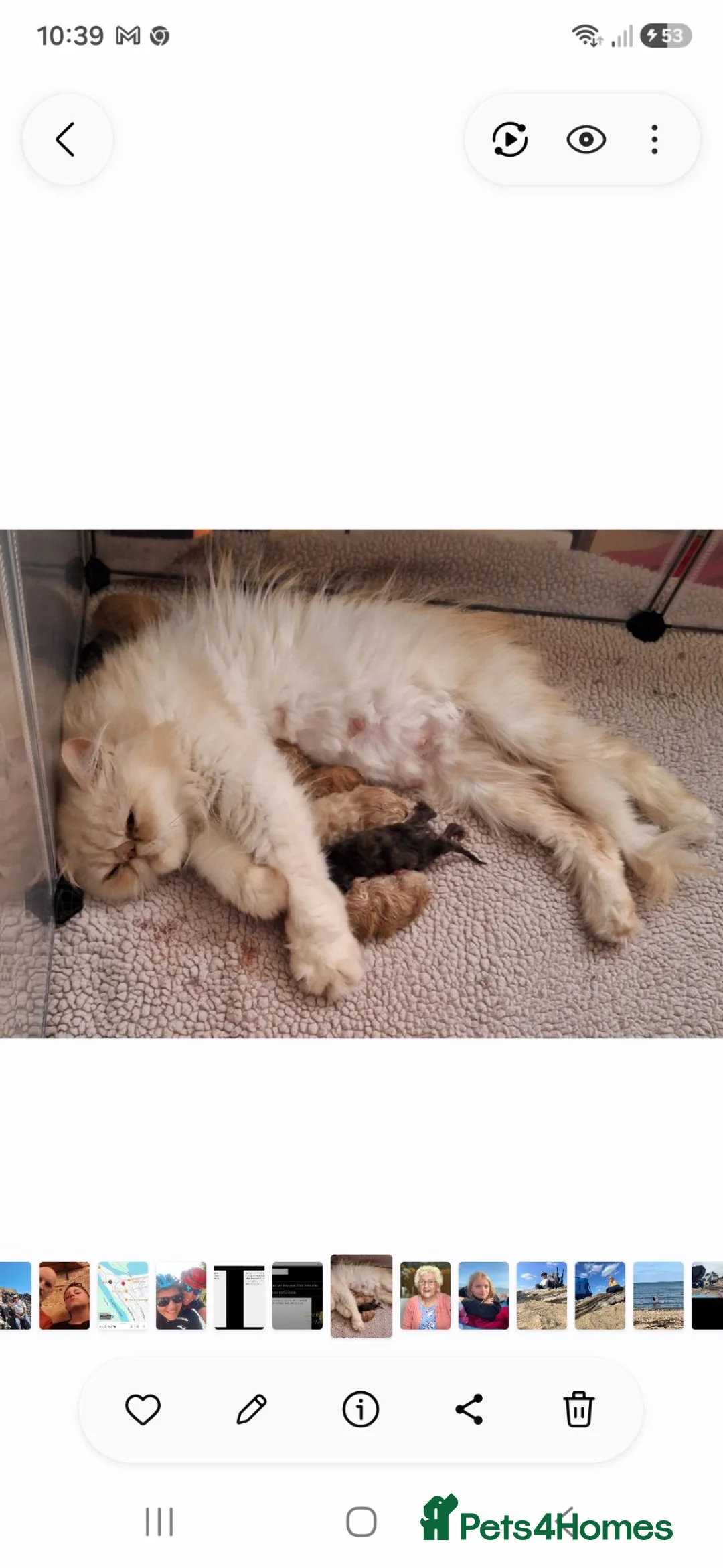 Persian cats for sale:  silver tortie tabby, white female spayed .  - Advert 8