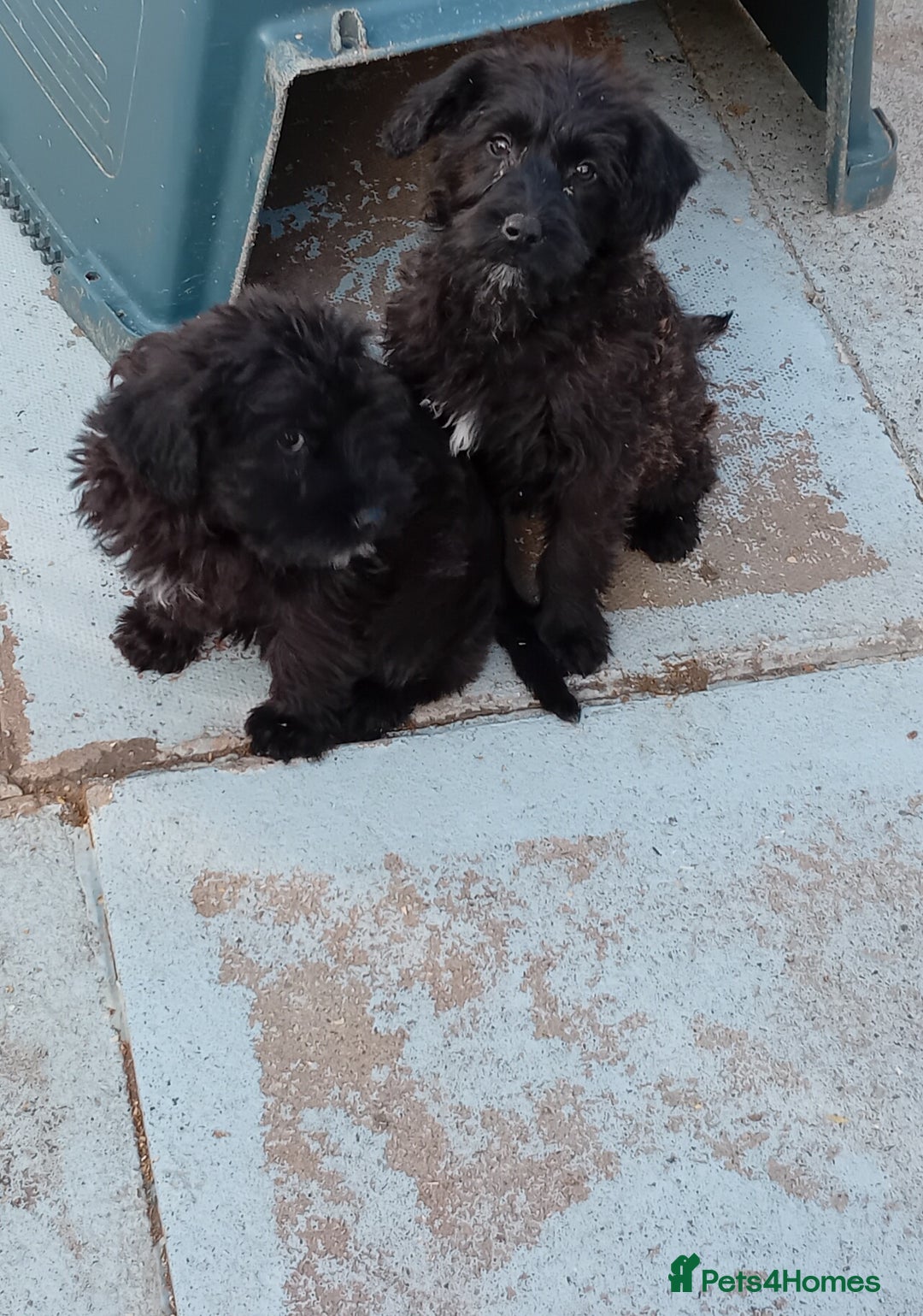 Mixed Breed dogs for sale: Schnoodle pups,  Aberdeenshire  - Image 5