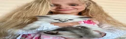 Ragdoll cats for sale: Stunning GCCF reg kittens, reputable breeder - Advert 11