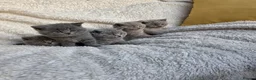 British Shorthair cats for sale: BEAUTIFUL BRITISH SHORTHAIR KITTENS  - Advert 9