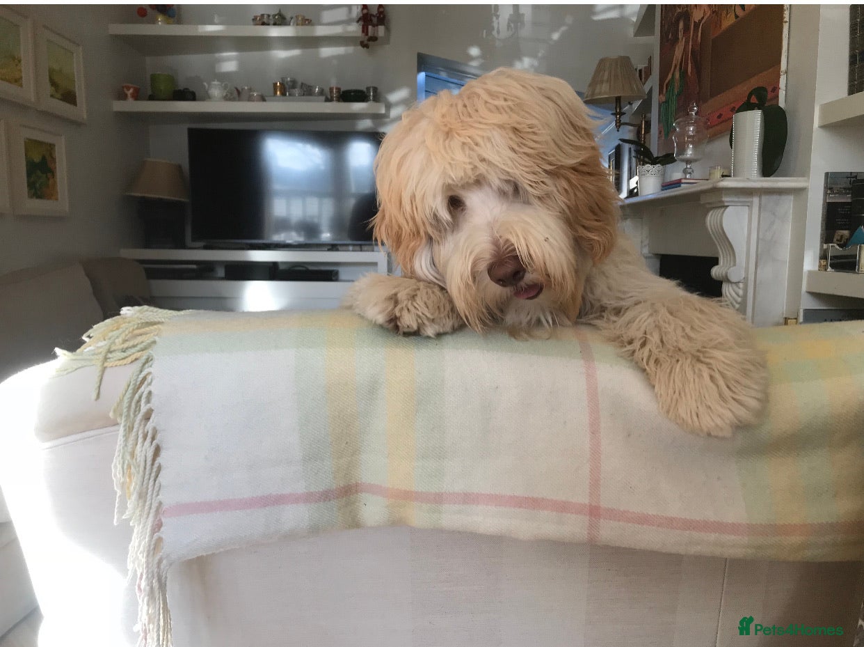 Australian Labradoodle dogs Healthy Tested Australian Labradoodle for Stud in London - Advert 1