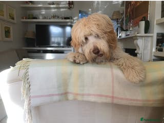 Australian Labradoodle dogs Healthy Tested Australian Labradoodle for Stud in London - Advert 1