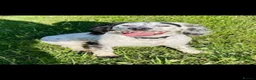Cocker Spaniel dogs for sale: Beautiful cocker spaniel puppies  - Advert 21