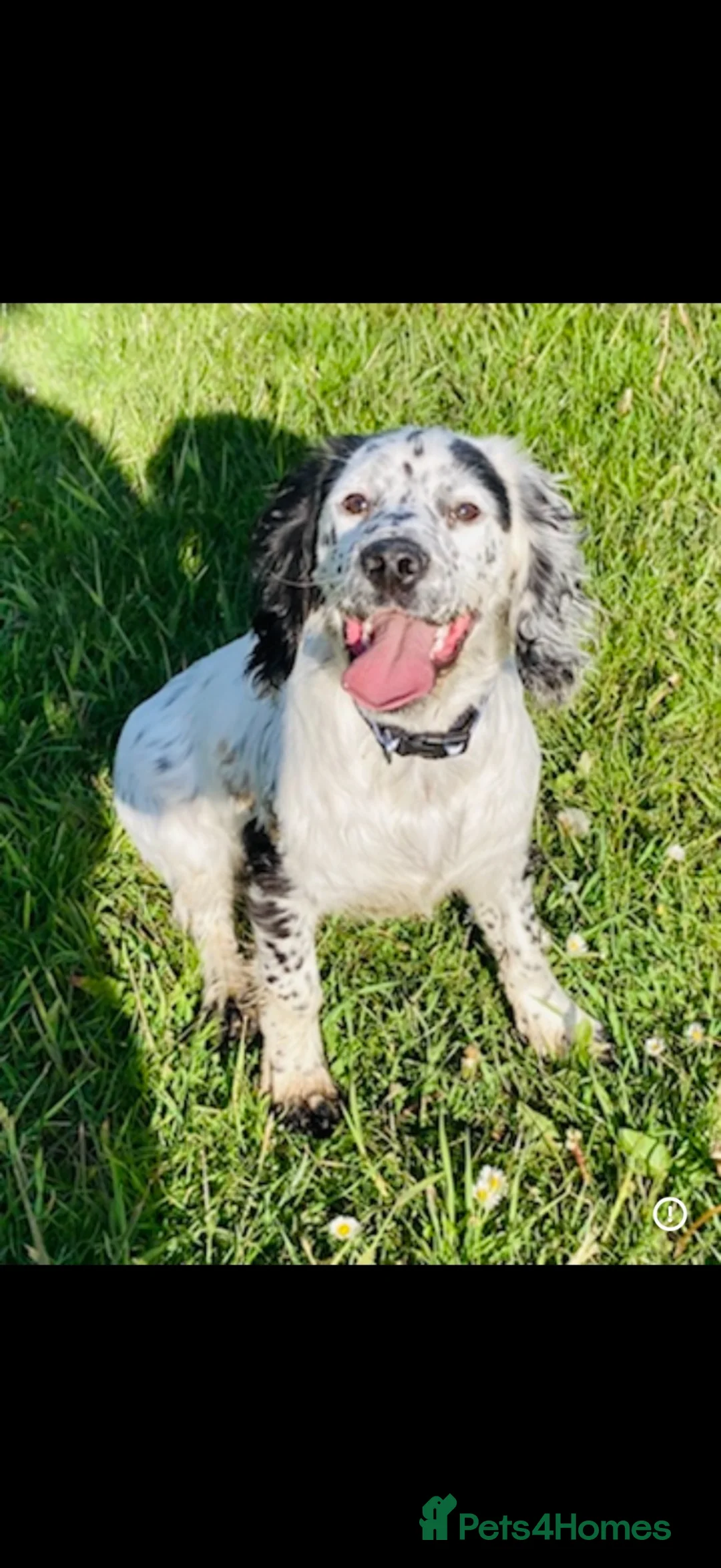 Cocker Spaniel dogs for sale: Beautiful cocker spaniel puppies  - Advert 21