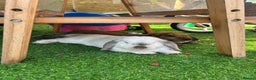 Mini Lop rabbits for sale: White mini lop male  - Advert 1