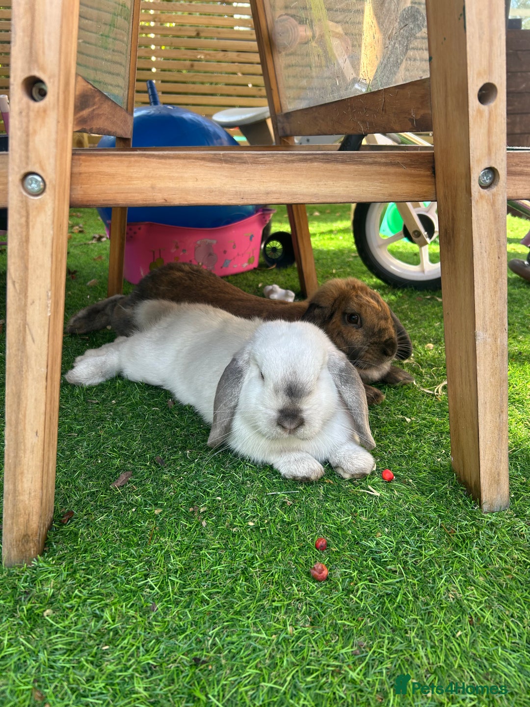 Mini Lop rabbits for sale: White mini lop male  - Advert 1