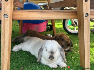 Mini Lop rabbits White mini lop male - Advert 1