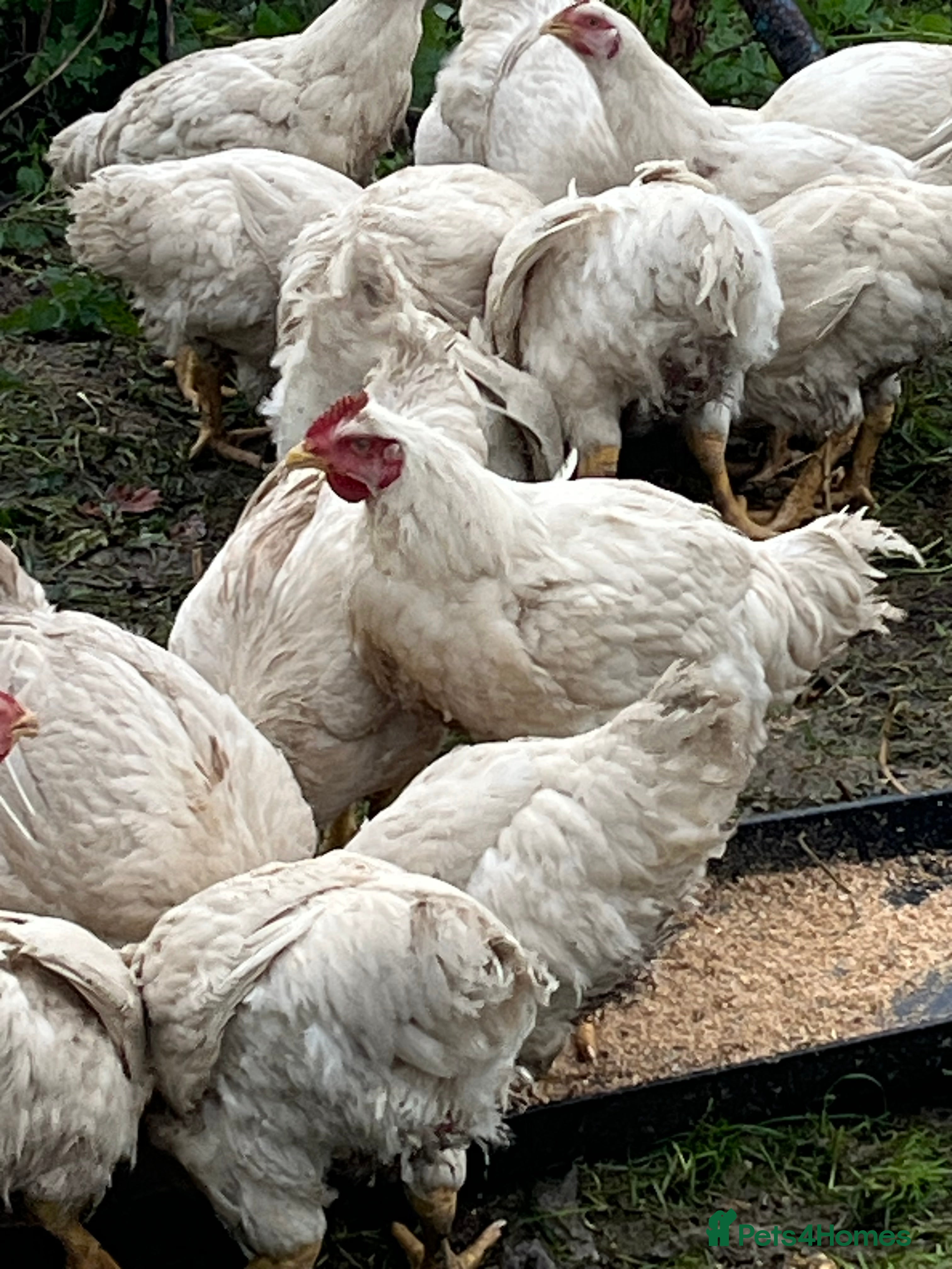 Chickens poultry Cornish Ross broiler chickens - Advert 3