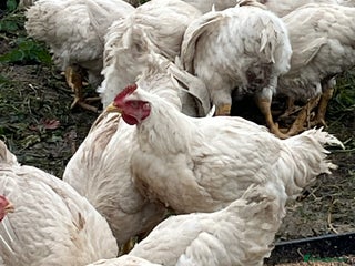 Chickens poultry Cornish Ross broiler chickens - Advert 5