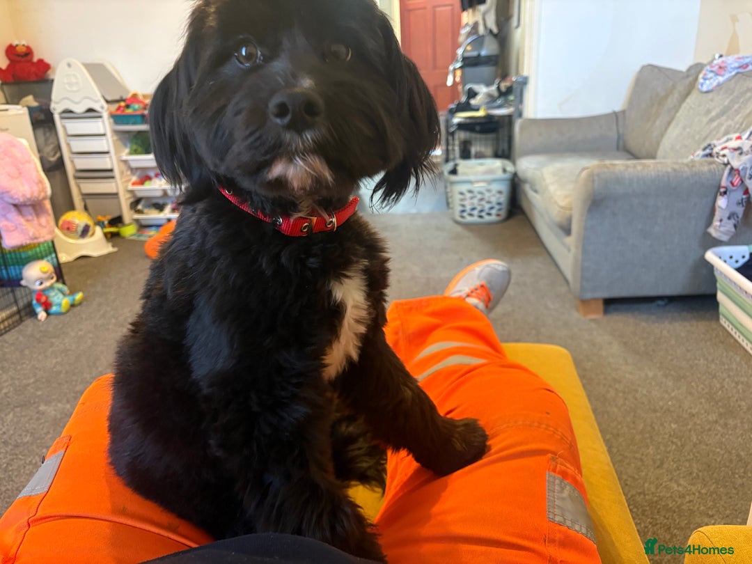 Mixed Breed dogs for sale: Female dog  - Advert 3