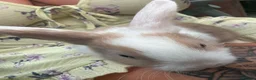 Mixed Breed rabbits for sale: Baby rabits in Bargoed - Advert 6