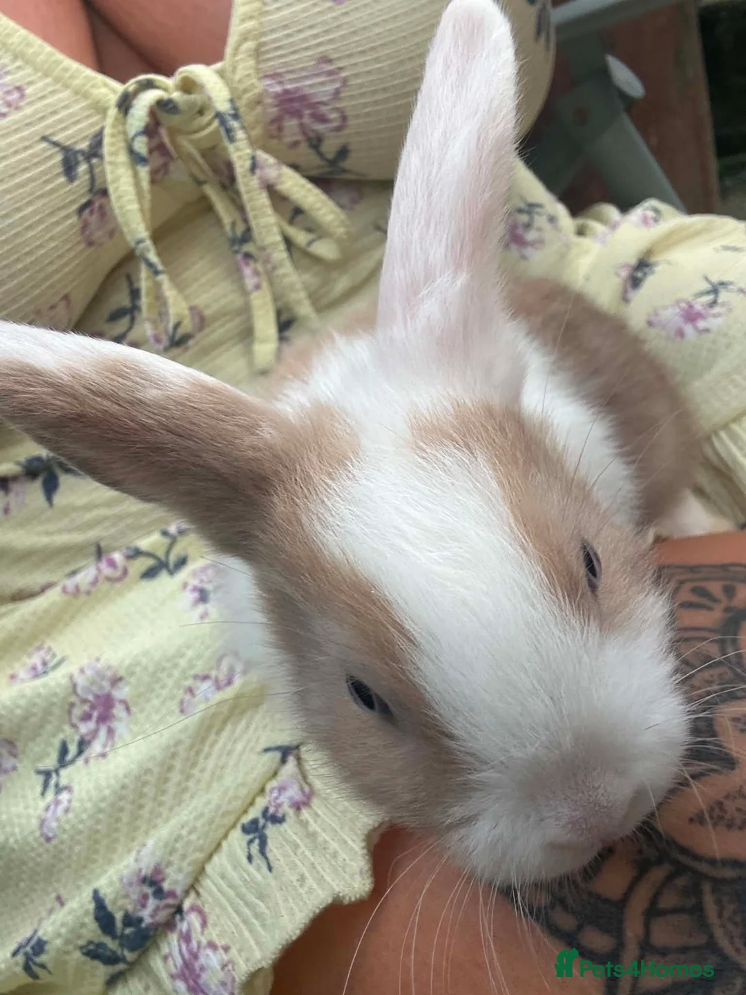 Mixed Breed rabbits for sale: Baby rabits in Bargoed - Advert 6