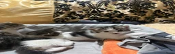 Domestic Shorthair cats for sale: 4 Beautiful Kittens in Wolverhampton - Advert 3
