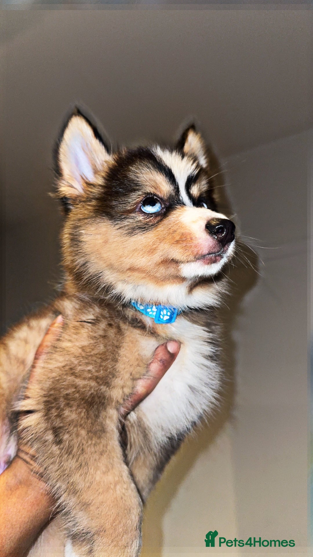Pomsky dogs for sale: BLUE EYED Family-Raised Pomsky Pups  - Advert 9