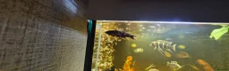 Cichlids fish for sale: Fish for sale  - Advert 3