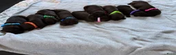Mixed Breed dogs for sale: Mum his staffy cross boxer and dad his f1 cockapoo - Advert 14