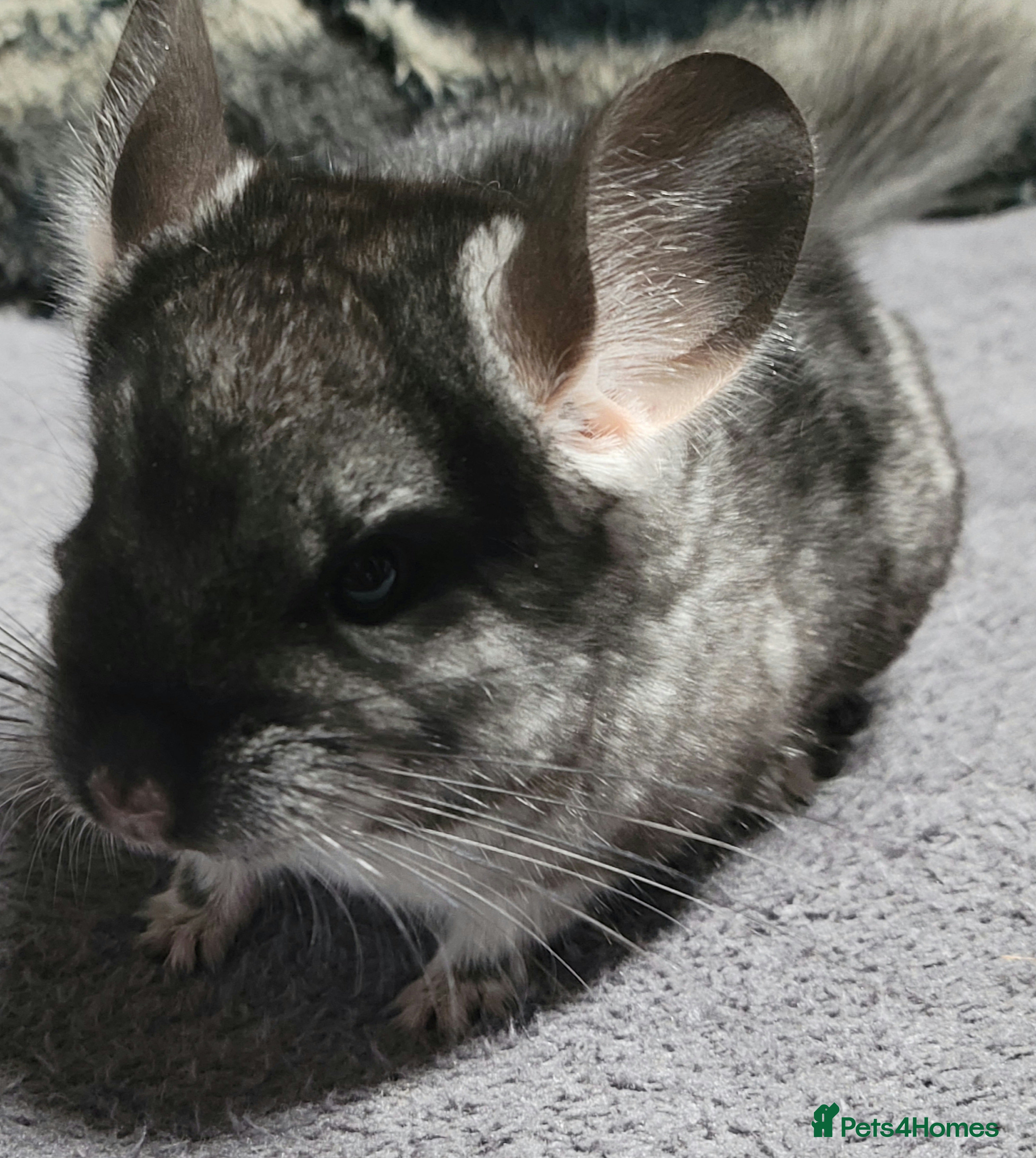 Chinchilla rodents baby male chinchillas  - Advert 4