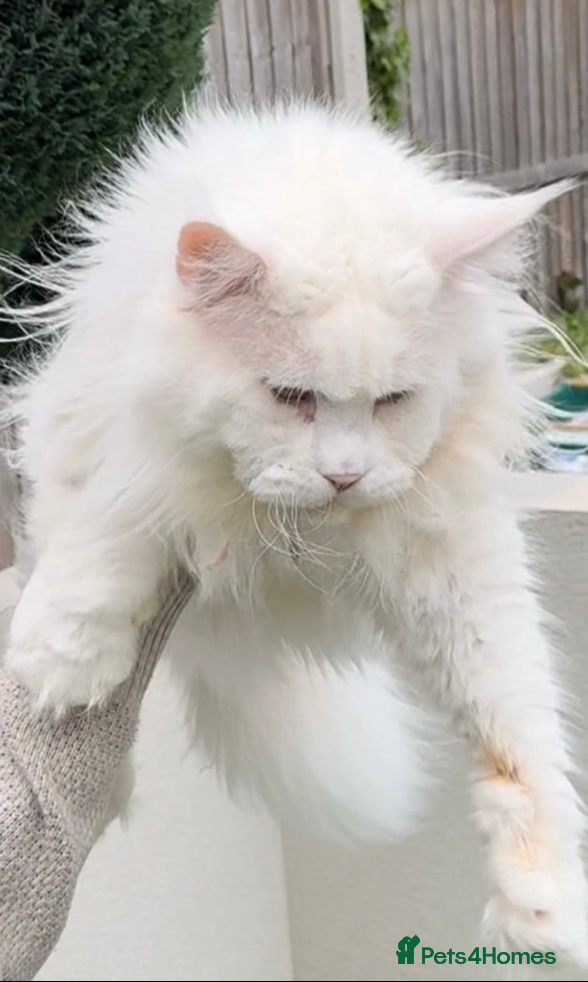 Maine Coon cats Outstanding pedigree kittens - Advert 4