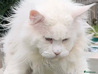 Maine Coon cats Outstanding pedigree kittens - Advert 4