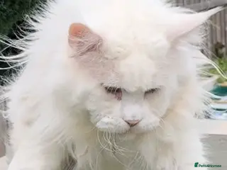 Maine Coon cats Outstanding pedigree kittens - Advert 12