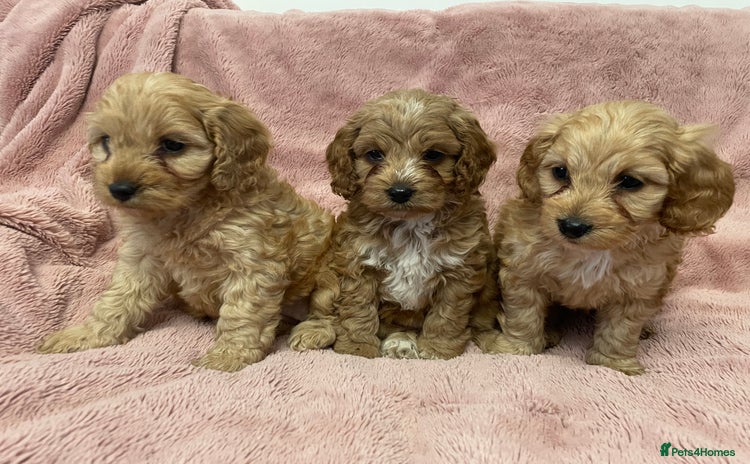 Cockapoo dogs - Advert 1