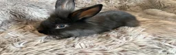 Lionhead rabbits for sale: 4 beautiful baby rabbits ready for there new homes - Advert 2