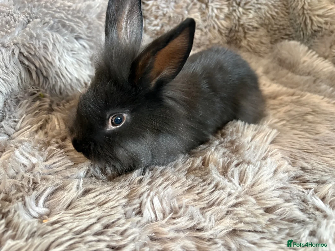 Lionhead rabbits for sale: 4 beautiful baby rabbits ready for there new homes - Advert 2