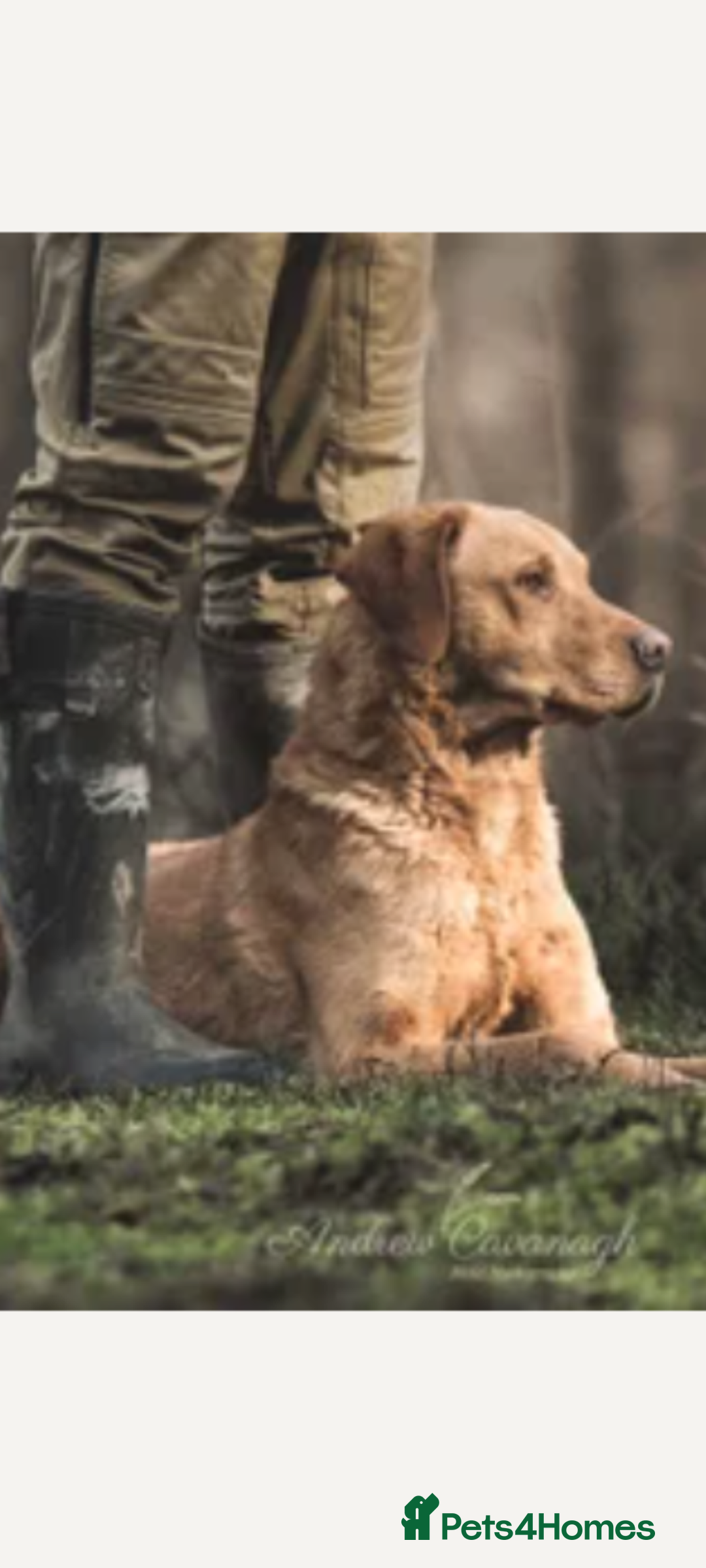 Labrador Retriever dogs for sale: Labrador KC registered puppies  - Advert 8