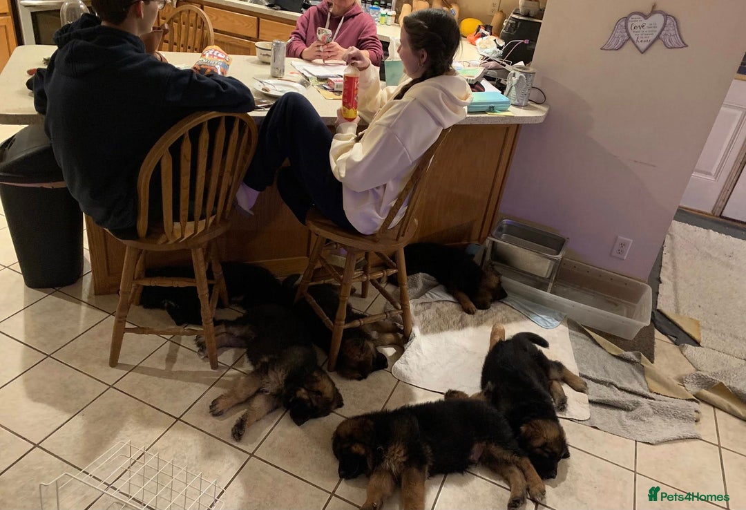 German Shepherd dogs for sale: For sale German Shepherd puppies - Advert 4