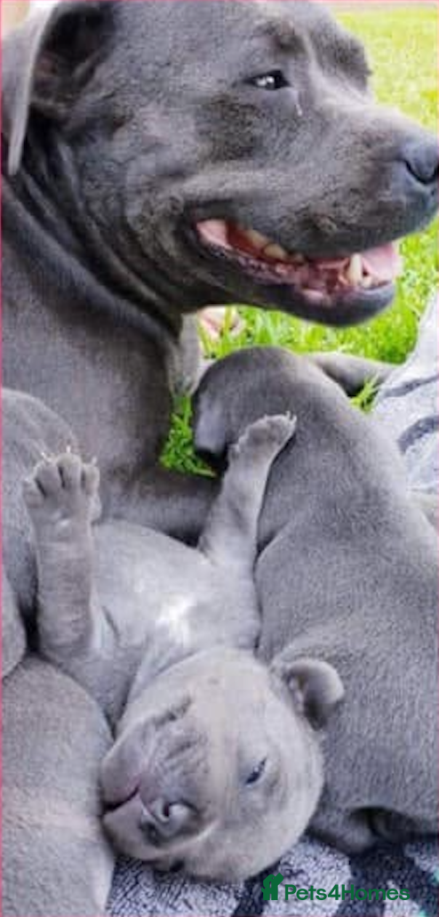 Staffordshire Bull Terrier dogs KC Registered Blue Staffy Puppy - Advert 6