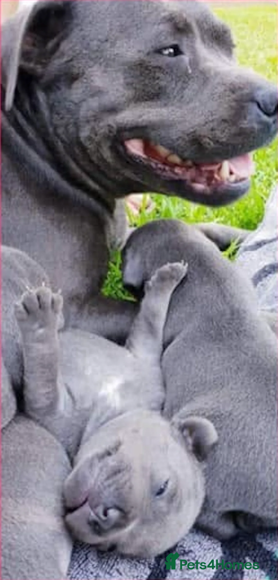 Staffordshire Bull Terrier dogs for sale: KC Registered Blue Staffy Puppy in London - Advert 1