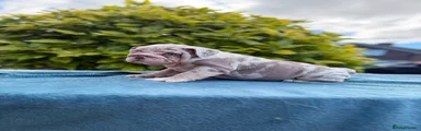 English Bulldog 2