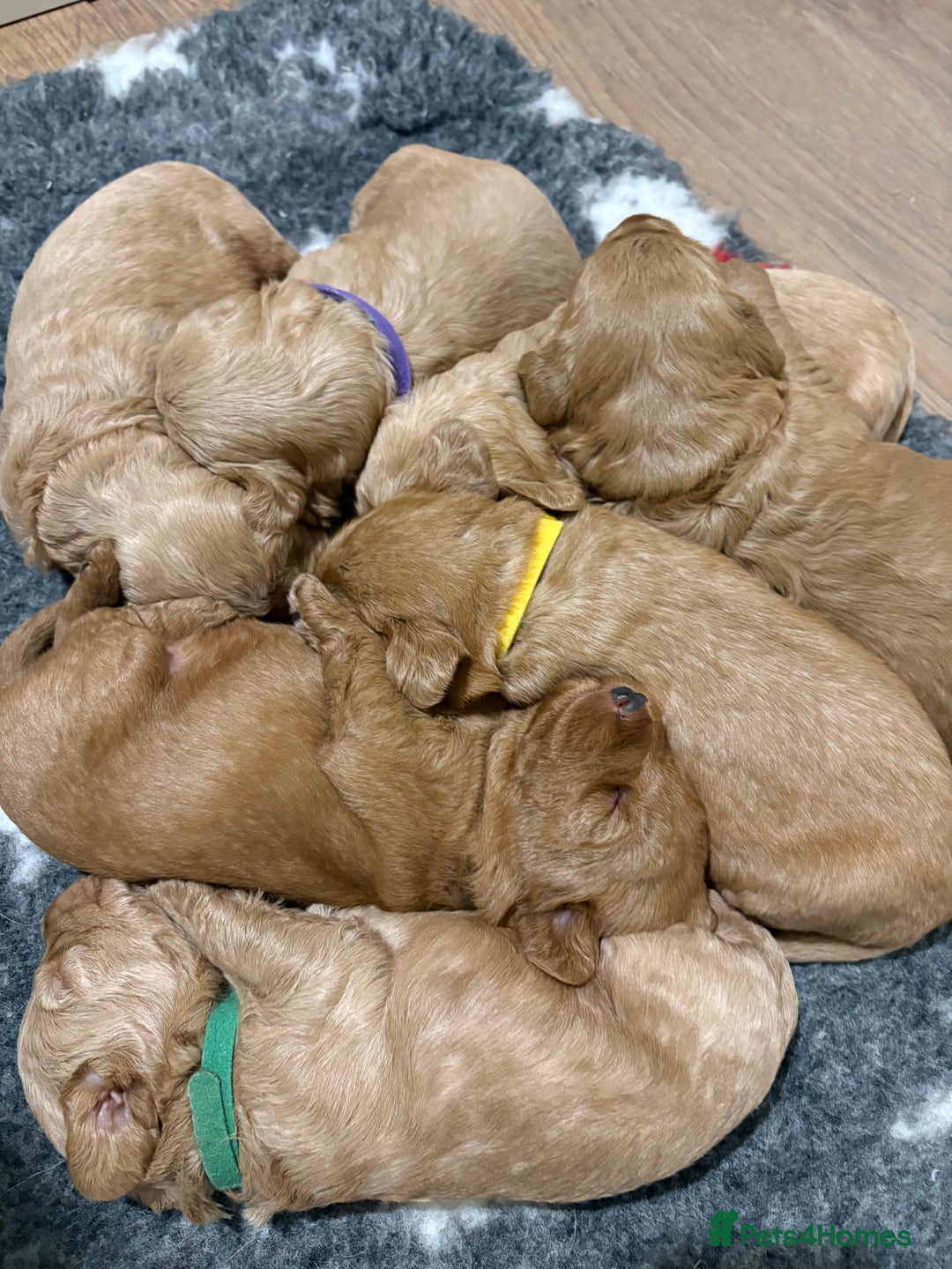 Labradoodle dogs for sale: Beautiful F1 Labradoodles - Advert 4