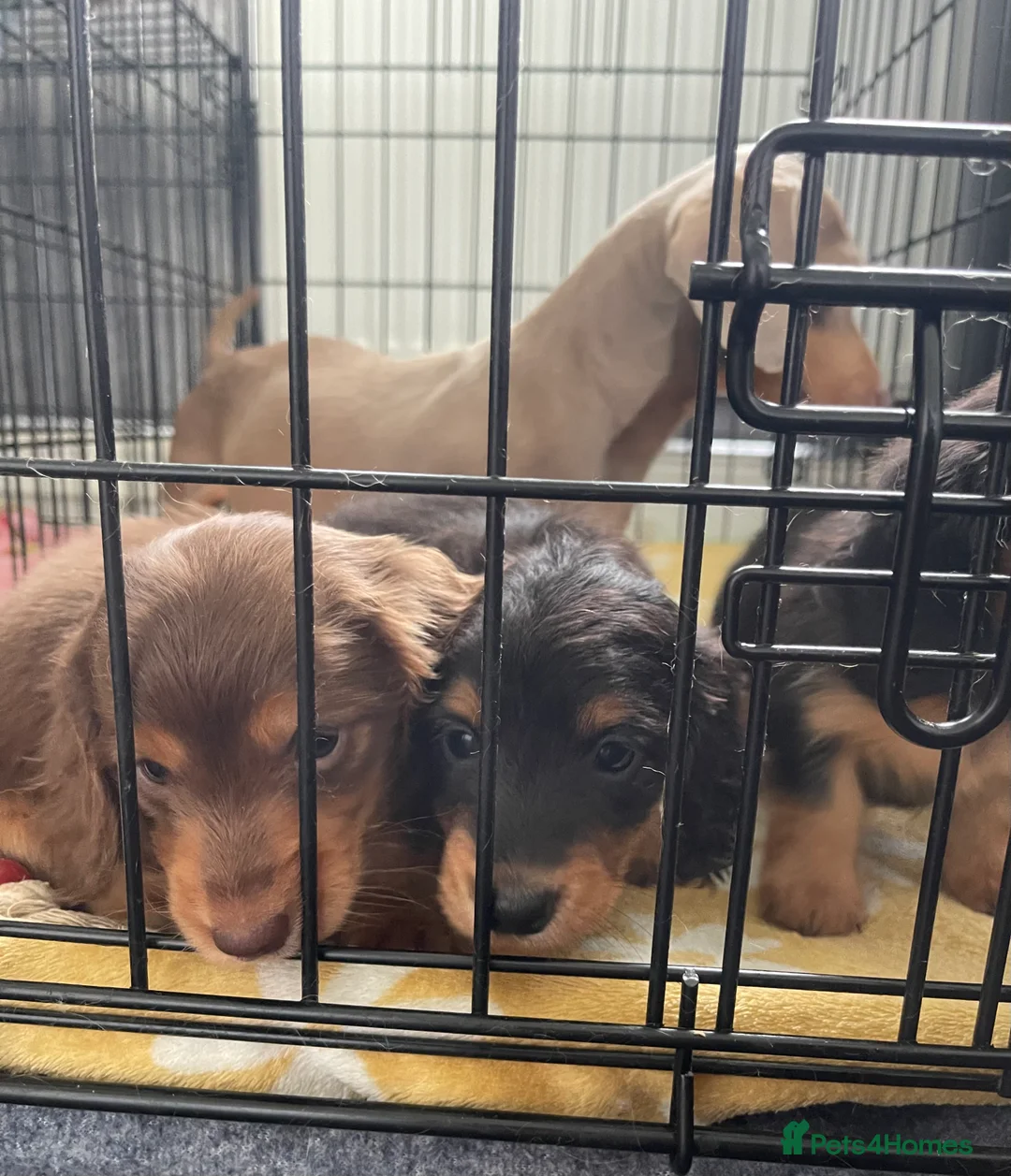Miniature Dachshund dogs for stud: Shaded cream miniature dachshund 3.6kg - Advert 17