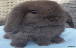 Mini Lop rabbits for sale: MINI LOP BUNNIES / PEDIGREE  - Image 1