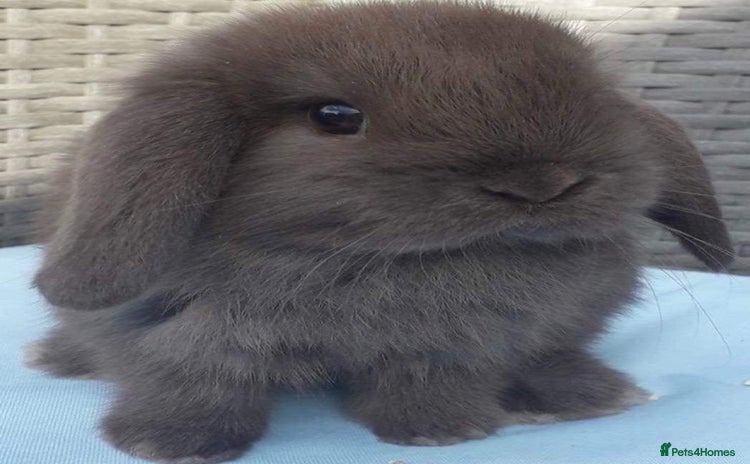 Mini Lop rabbits - Advert 3