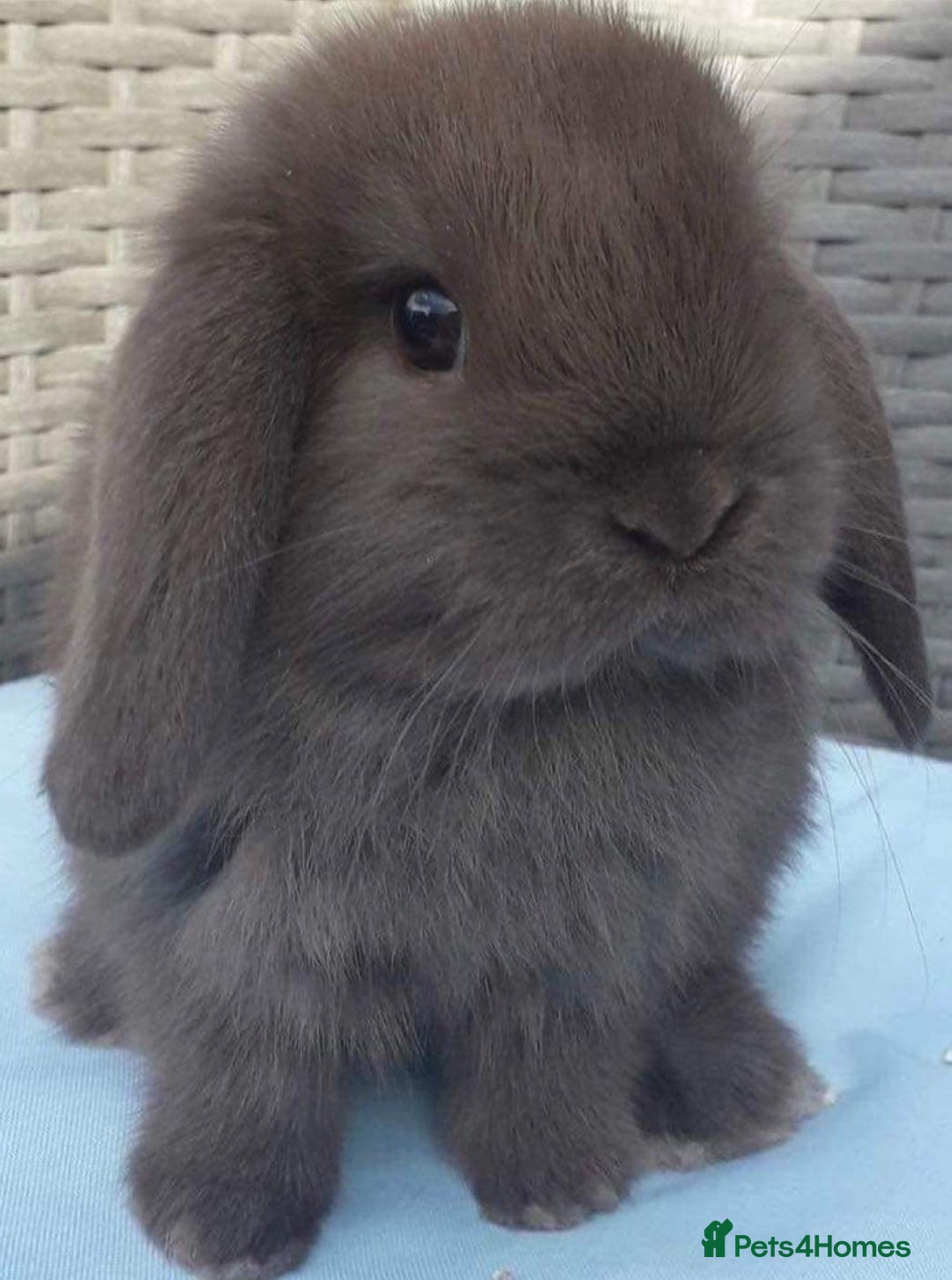 Mini Lop rabbits for sale: MINI LOP BUNNIES / PEDIGREE  - Image 1