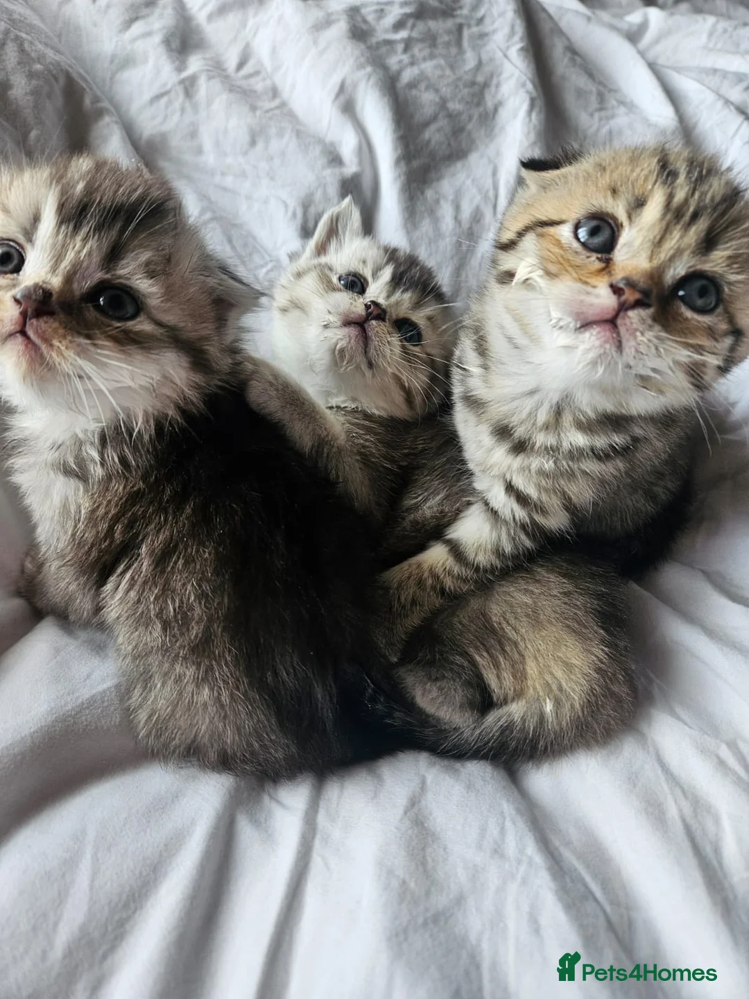 Scottish Fold cats for sale: SCOTTISH FOLD 2 FEMALES 1 FLUFFY MALE - Advert 2