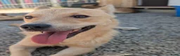 Mixed Breed dogs for adoption: Hamish - In Ayr Looking for a Home  - Advert 7