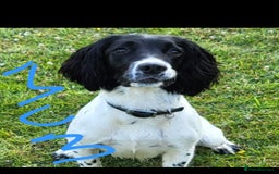 English Springer Spaniel dogs for sale: Two black and white and one liver and white - Image 3