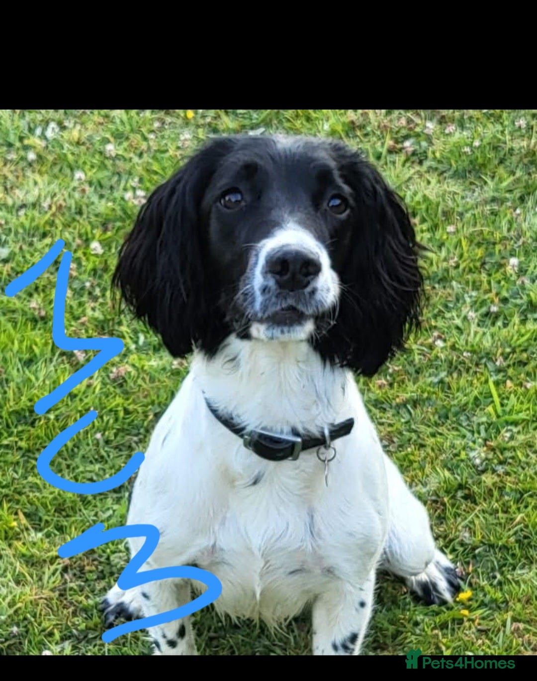 English Springer Spaniel dogs for sale: Two black and white and one liver and white - Image 3