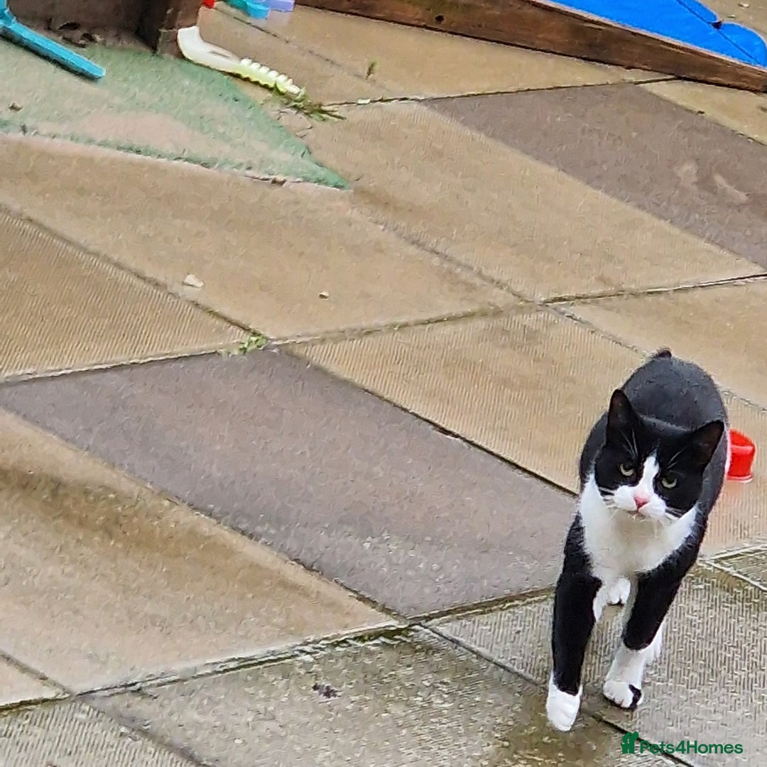 Mixed Breed cats for sale: Male cat looking for new home - Advert 3